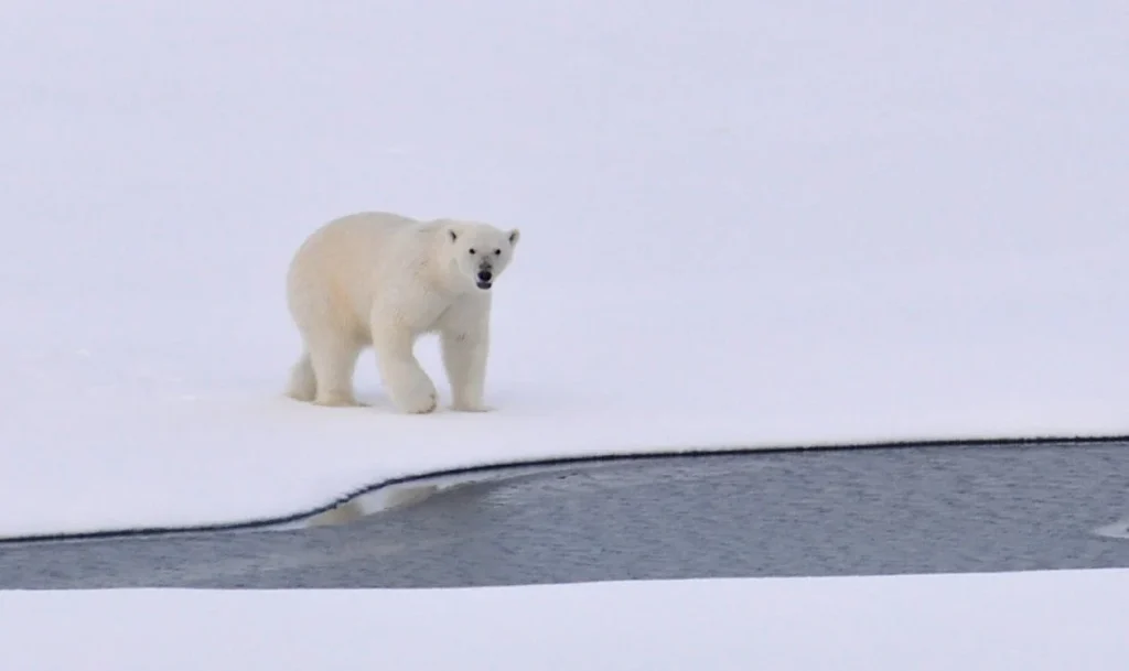 Eisbär