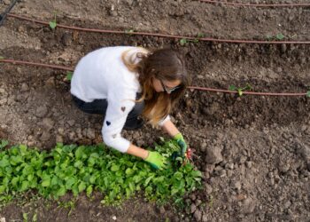 Der neue Luxus wächst im Garten: Warum Selbstversorgung mehr als ein Trend ist