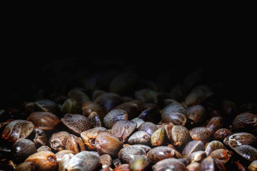 Autoflowering Cannabissamen_ganjafarmer.de